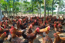 Gà “phá cựa” là gà gì mà dân ở đây nuôi, cứ bán 1 con lời 90 ngàn?