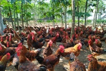 Gà “phá cựa” là gà gì mà dân ở đây nuôi, cứ bán 1 con lời 90 ngàn?