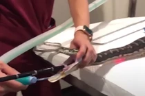 Video: Trăn thảm 3 m nuốt chửng chiếc khăn tắm