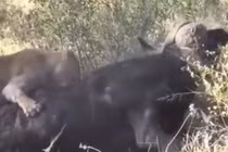Video: 2 sư tử tấn công, trâu rừng phản đòn gây sững sờ