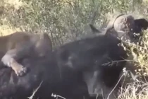 Video: 2 sư tử tấn công, trâu rừng phản đòn gây sững sờ