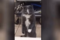 Video: Mèo phản ứng khó đỡ khi lần đầu nhìn thấy họ hàng của "bé Na"