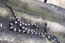 Hy hữu rắn bò lên giường cắn cháu bé 22 ngày tuổi tử vong