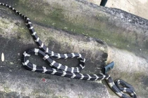 Hy hữu rắn bò lên giường cắn cháu bé 22 ngày tuổi tử vong