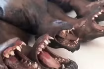 Thịt dơi ở Indonesia vẫn 'cháy' hàng bất chấp đại dịch corona