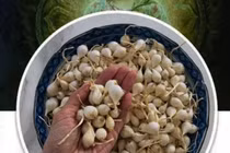 Facebooker Lương Hoàng Anh bị mời làm việc vì tin đồn về tỏi Lý Sơn