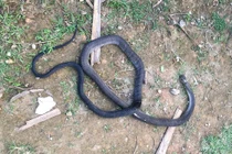 Bị rắn hổ mang dài 2,5m cắn, người đàn ông tử vong 