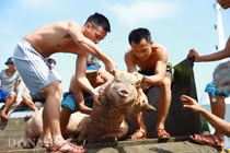 Chuyện về anh lính nuôi “heo bị say sóng” ở Trường Sa