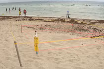 Phụ nữ Trung Quốc bị bắt vì tấn công và giẫm đạp tổ rùa biển quý hiếm ở Mỹ