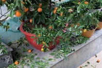 Chàng trai khóc ngất khi mua quất được 2 hôm thì lá rụng như sung