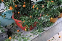 Chàng trai khóc ngất khi mua quất được 2 hôm thì lá rụng như sung