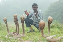 Người đàn ông bị rắn cắn gần 4.000 lần, chuyên tay không bắt rắn khổng lồ