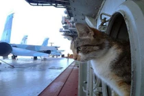 Mèo trên tàu chiến: Như một chiến binh, có trang bị, nhiệm vụ rõ ràng