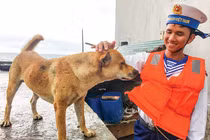 Chuyện hay về những "người bạn" của lính Hải quân Việt Nam ở Trường Sa