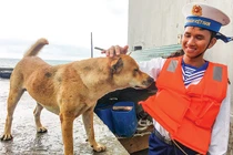 Chuyện hay về những "người bạn" của lính Hải quân Việt Nam ở Trường Sa