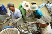 Kéo mỏi tay hàng chục tấn cá đồng ăn Tết ở 'túi cá' U Minh Hạ