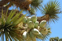 Loài cây mọc siêu chậm, cả năm 3cm và lý do bất ngờ