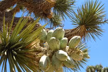 Loài cây mọc siêu chậm, cả năm 3cm và lý do bất ngờ