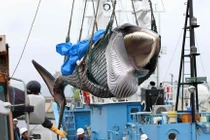 Mùa săn cá voi đầu tiên sau 31 năm của Nhật Bản