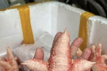 Chân gà Đông Tảo giá “chát” vẫn được lùng mua đến cháy hàng