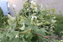 Thận trọng khi ăn loại rau mùa hè sẵn độc tính cao 