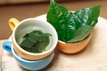 Cách chữa bệnh bằng lá lốt tốt gấp vạn lần thuốc tây