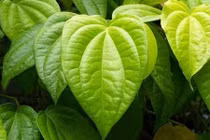 Tuyệt chiêu triệt lông nách vĩnh viễn không cần đến spa