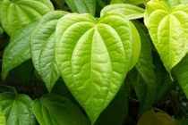 Tuyệt chiêu triệt lông nách vĩnh viễn không cần đến spa