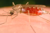 Vì sao sốt xuất huyết vô cùng nguy hiểm? 