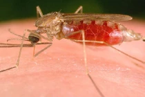 Vì sao sốt xuất huyết vô cùng nguy hiểm? 