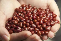 Lợi ích toàn năng bất ngờ của đậu đỏ với sức khỏe