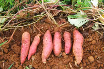 Khoai lang : cây lương thực toàn năng với sức khỏe