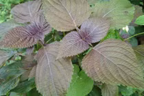 Choáng với công dụng chữa bệnh, làm đẹp thần kỳ của lá tía tô