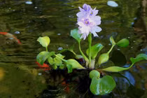 Bèo tây: Đừng lãng phí khi chỉ biết làm rau cho lợn