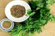 Nguy hại sức khỏe khi dùng sai rau mùi