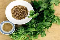 Nguy hại sức khỏe khi dùng sai rau mùi