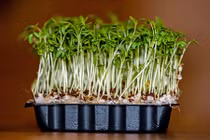 Thực phẩm vàng cho người ung thư dạ dày