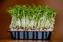 Thực phẩm vàng cho người ung thư dạ dày