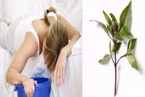 Chữa ngộ độc thực phẩm bằng "nữ hoàng thảo dược" nhạy hơn thuốc tây