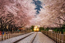 Mê mẩn các lối đi dưới vòm cây đẹp nhất thế giới