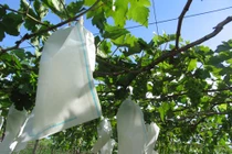 Tận mắt xem trồng nho sạch Ninh Thuận