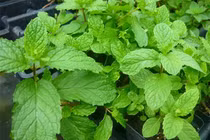 9 loại thảo mộc cực tốt nên sử dụng trong nấu ăn hàng ngày