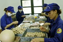 Đột nhập nhà máy Z121 phát nổ như bom ở Phú Thọ