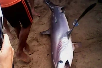 Cá mập trắng “lên bờ” Nha Trang