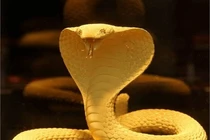 Đoán vận hên xui tháng 1 cho 12 con giáp (1) 