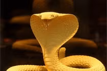 Đoán vận hên xui tháng 1 cho 12 con giáp (1) 