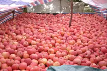 Yêu cầu TQ trả lời vụ hoa quả nhiễm độc tuồn sang VN