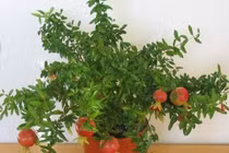 Những cây cảnh mang vận cát tường trong năm mới 