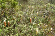 Bí truyền luyện ngải ăn thịt 