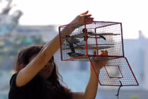 Sát sanh bị yểu mạng